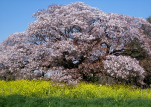 吉高の桜